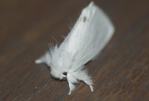 Euproctis similis